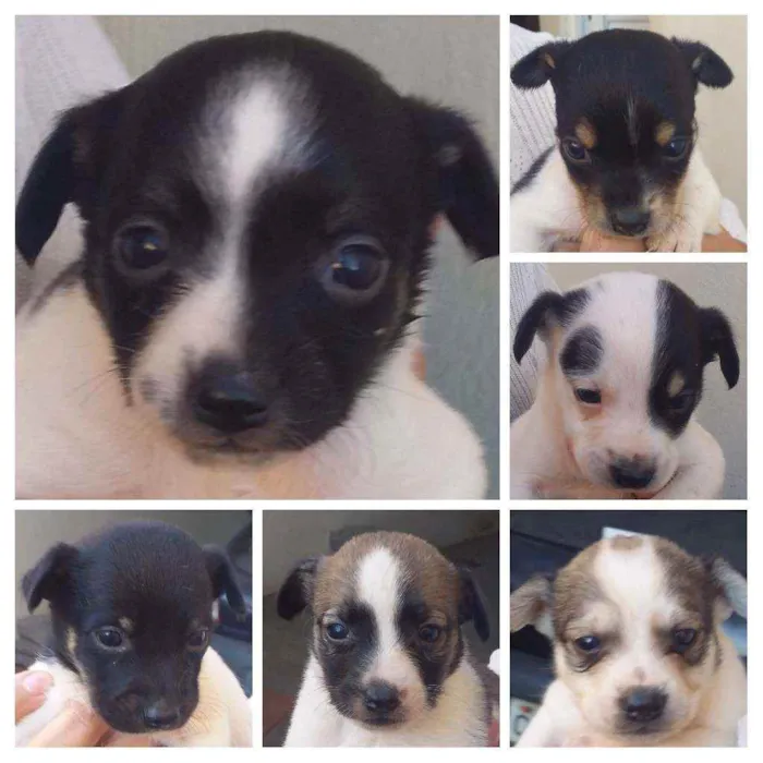 Cachorro raça Indefinida idade Abaixo de 2 meses nome 6 filhotinhos