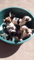 6 filhotinhos