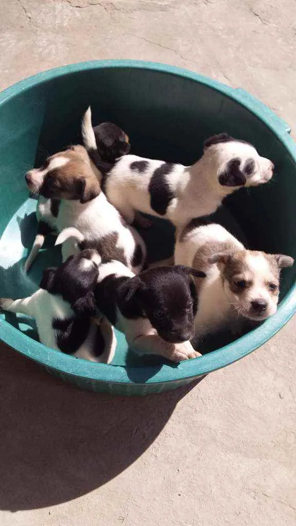 Cachorro raça Indefinida idade Abaixo de 2 meses nome 6 filhotinhos