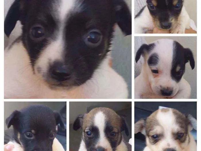 Cachorro raça Indefinida idade Abaixo de 2 meses nome 6 filhotinhos