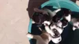 6 filhotinhos