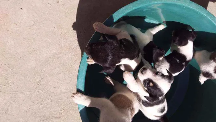 Cachorro raça Indefinida idade Abaixo de 2 meses nome 6 filhotinhos