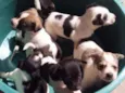 6 filhotinhos