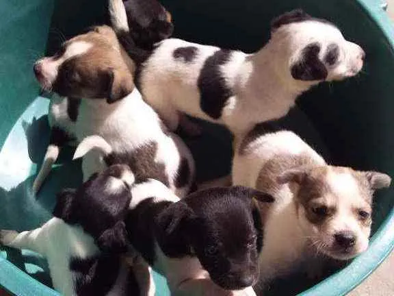Cachorro raça Indefinida idade Abaixo de 2 meses nome 6 filhotinhos