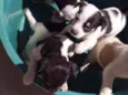 6 filhotinhos