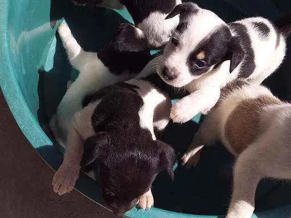 Cachorro raça Indefinida idade Abaixo de 2 meses nome 6 filhotinhos