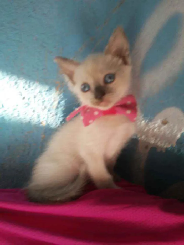 Gato ra a Siamesa misturada idade 2 a 6 meses nome Cristal