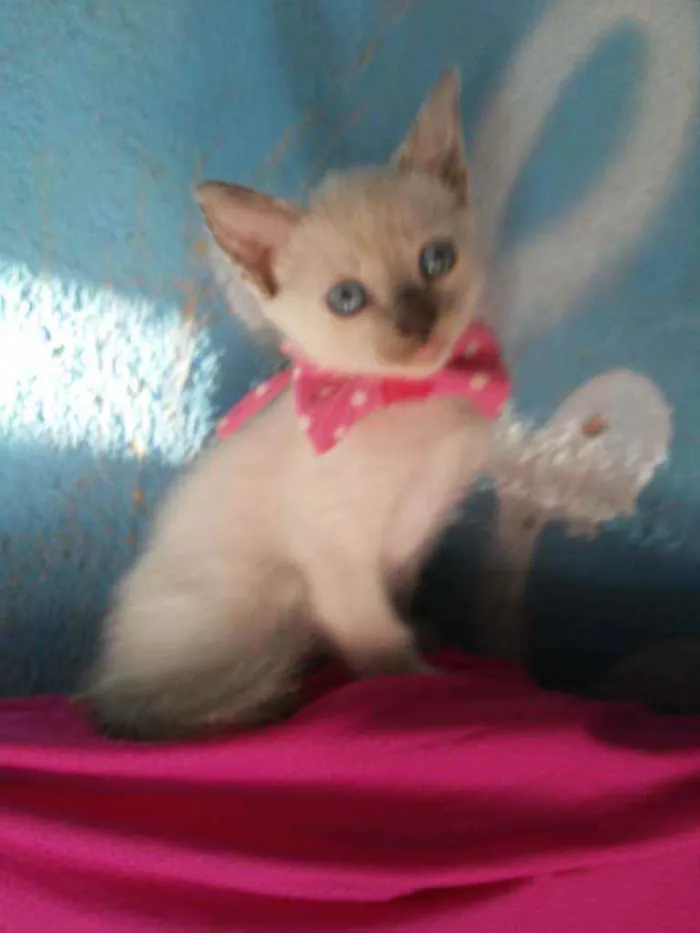 Gato ra a Siamesa misturada idade 2 a 6 meses nome Cristal