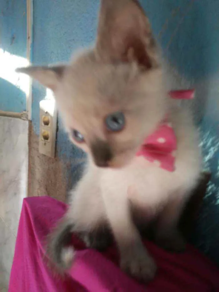 Gato ra a Siamesa misturada idade 2 a 6 meses nome Cristal
