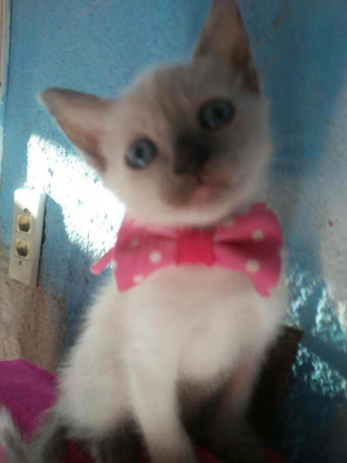 Gato ra a Siamesa misturada idade 2 a 6 meses nome Cristal