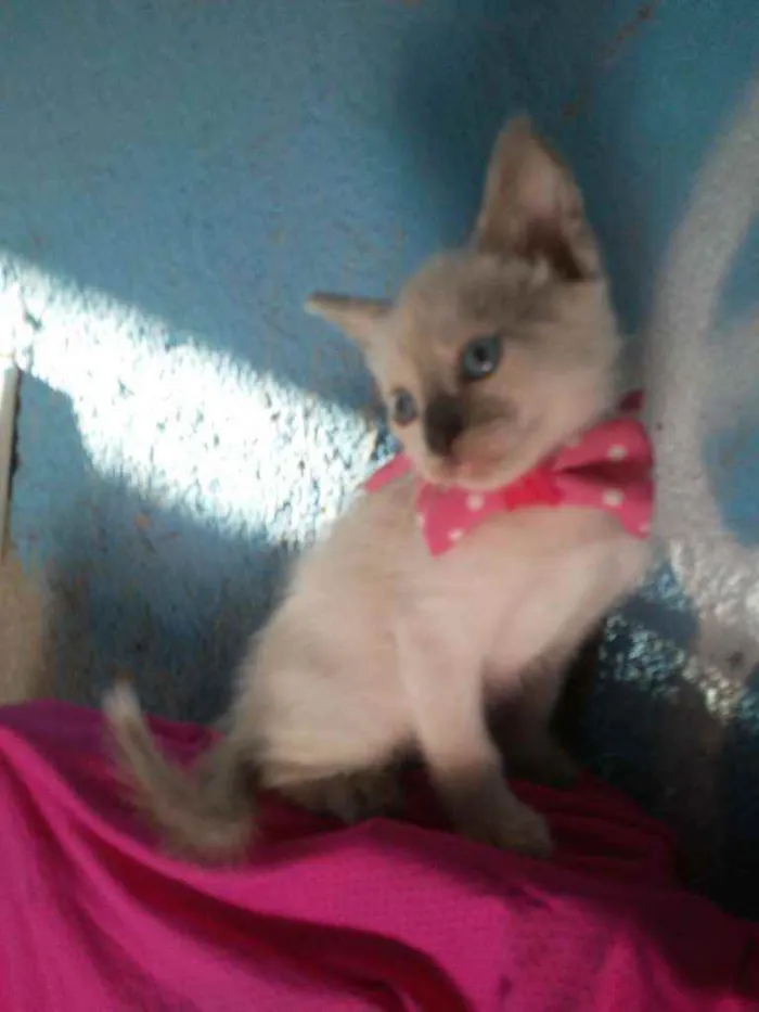 Gato ra a Siamesa misturada idade 2 a 6 meses nome Cristal