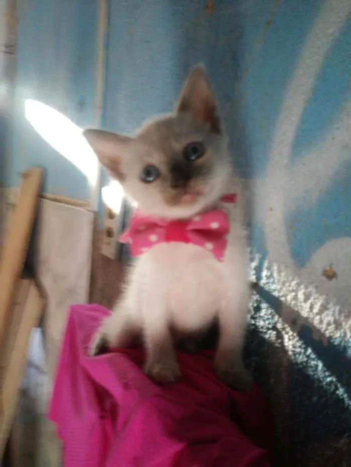 Gato ra a Siamesa misturada idade 2 a 6 meses nome Cristal