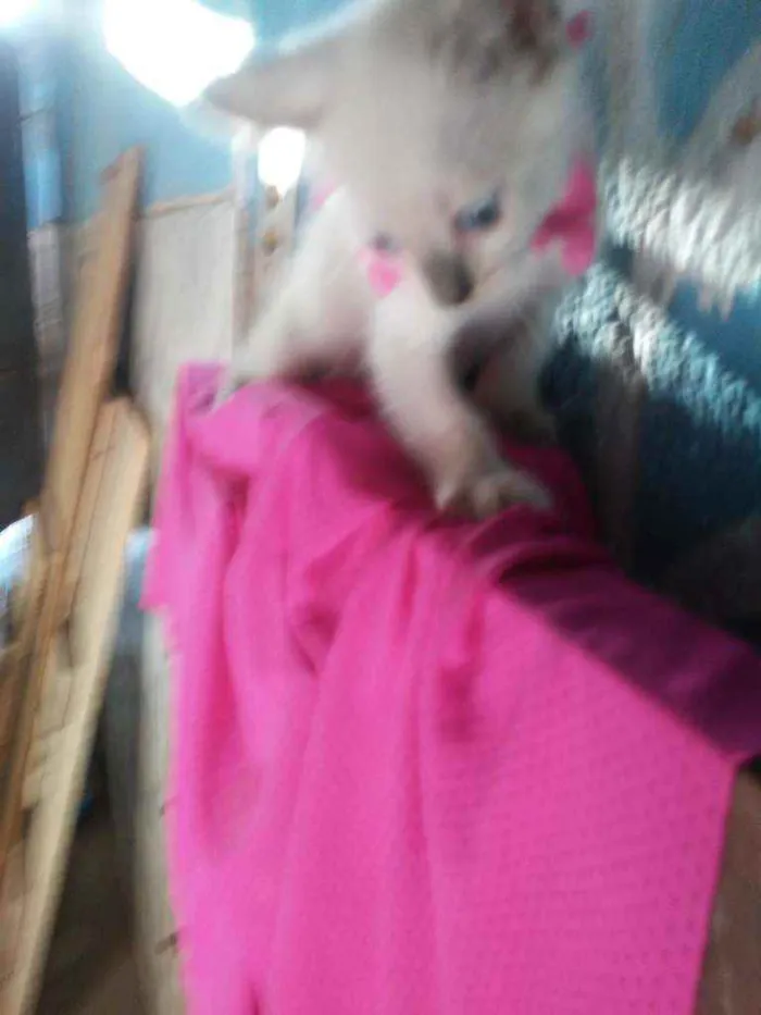 Gato ra a Siamesa misturada idade 2 a 6 meses nome Cristal