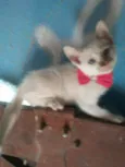 Fofinha