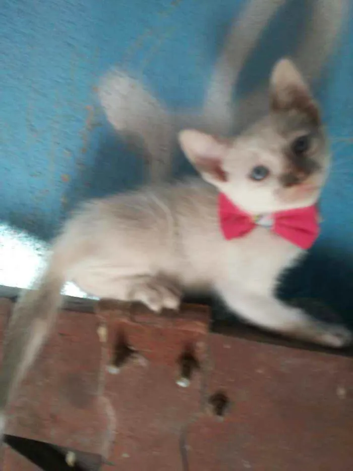 Gato ra a Comum idade 2 a 6 meses nome Fofinha