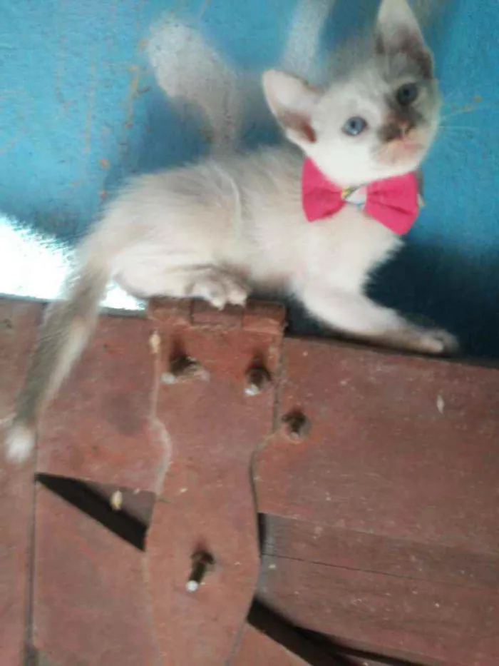 Gato ra a Comum idade 2 a 6 meses nome Fofinha