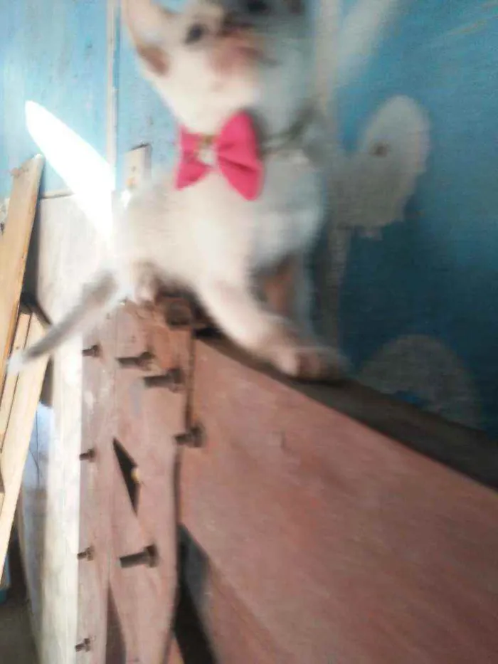 Gato ra a Comum idade 2 a 6 meses nome Fofinha