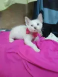 Fofinha
