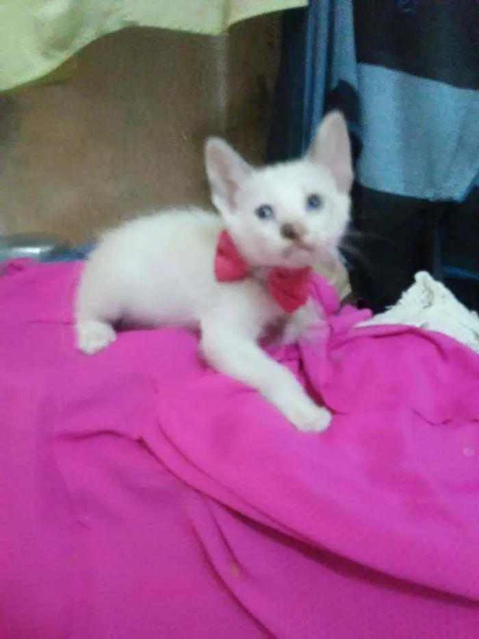 Gato ra a Comum idade 2 a 6 meses nome Fofinha