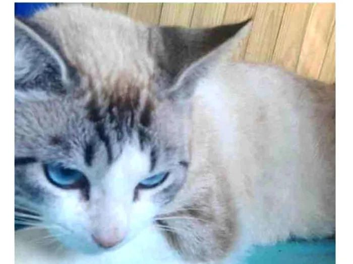 Gato ra a  idade 2 anos nome Não sei 