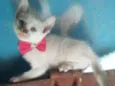 Fofinha