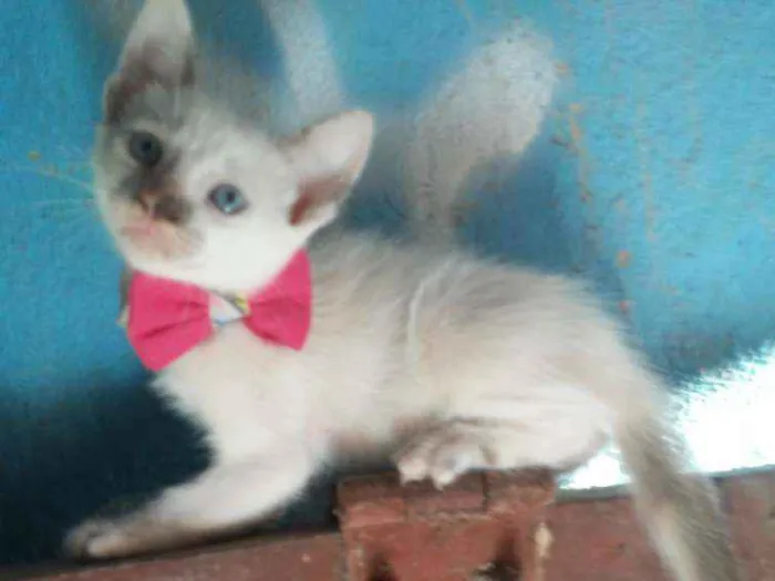 Gato ra a Comum idade 2 a 6 meses nome Fofinha
