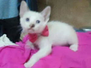 Gato raça Comum idade 2 a 6 meses nome Fofinha