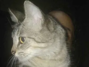 Gato raça Vira lata idade 1 ano nome Cacau