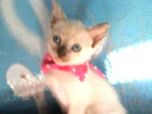 Gato raça Siamesa misturada idade 2 a 6 meses nome Cristal