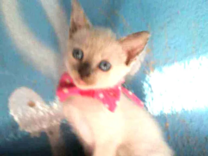Gato ra a Siamesa misturada idade 2 a 6 meses nome Cristal