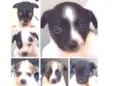 6 filhotinhos