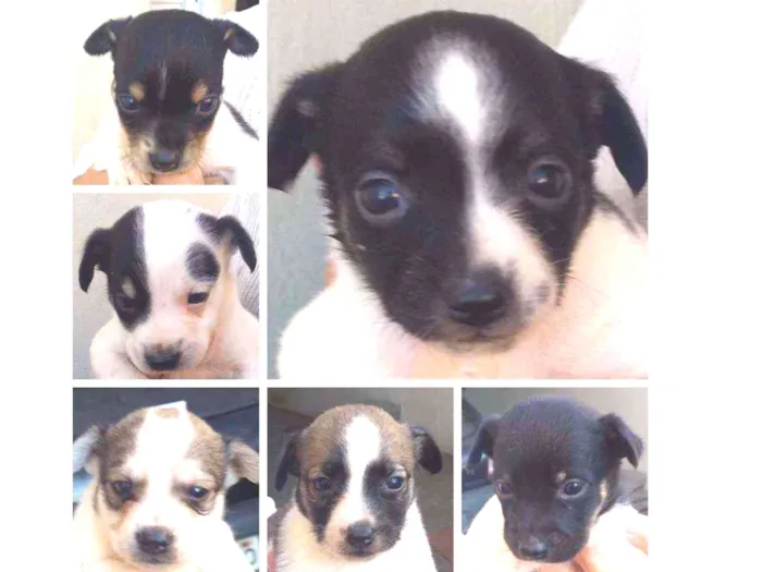 Cachorro raça Indefinida idade Abaixo de 2 meses nome 6 filhotinhos