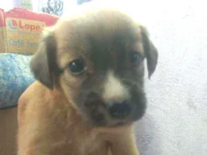 Cachorro raça Vira lata  idade Abaixo de 2 meses nome São 6 filhotes