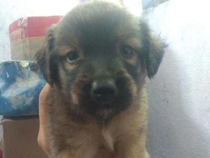Cachorro raça Vira lata  idade Abaixo de 2 meses nome São 6 filhotes