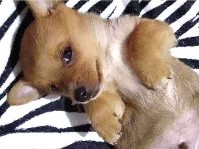 Cachorro ra a N/D idade 2 a 6 meses nome Manuel, Scarlett, To