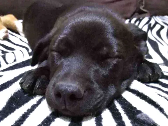 Cachorro ra a N/D idade 2 a 6 meses nome Manuel, Scarlett, To