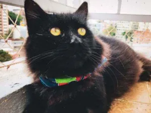 Gato raça SRD idade  nome CAFE