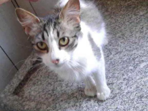 Gato raça SRD idade 2 a 6 meses nome Anita