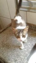 Gato raça SRD idade 2 a 6 meses nome Anita