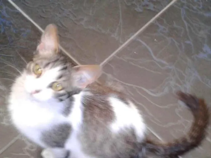 Gato raça SRD idade 2 a 6 meses nome Anita