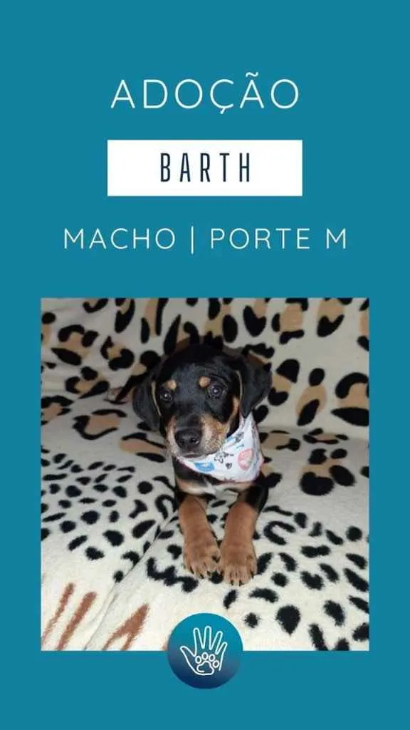 Cachorro ra a  idade 2 a 6 meses nome Não sei 