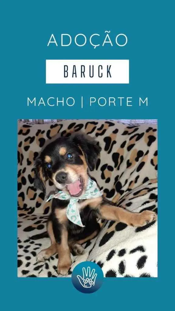 Cachorro ra a  idade 2 a 6 meses nome Não sei 