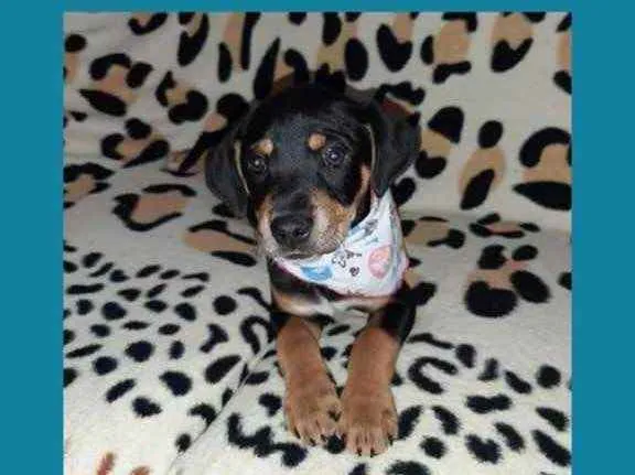 Cachorro ra a  idade 2 a 6 meses nome Não sei 
