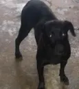 Cachorro raça SRD idade 1 ano nome Nayla