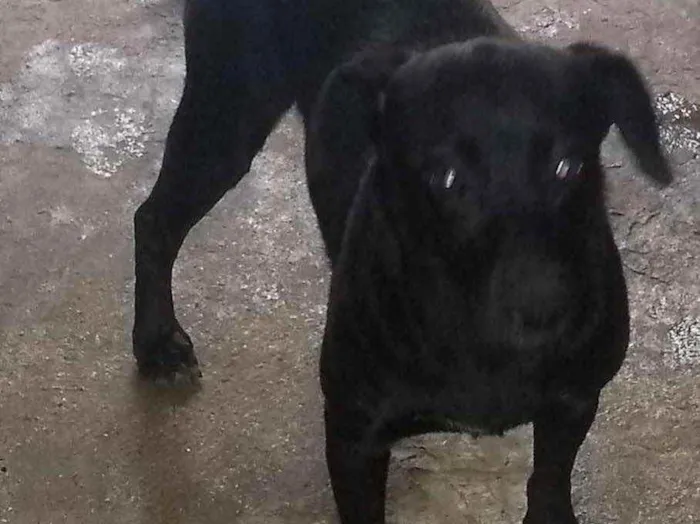 Cachorro raça SRD idade 1 ano nome Nayla