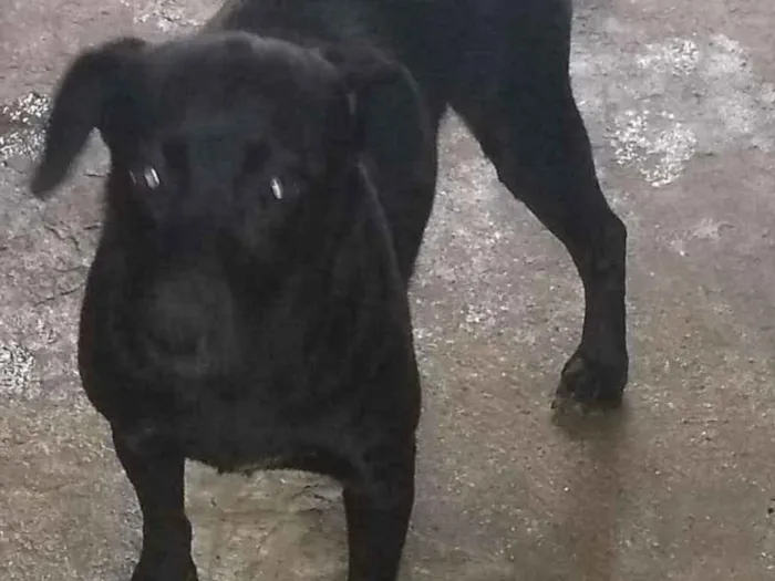 Cachorro raça SRD idade 1 ano nome Nayla