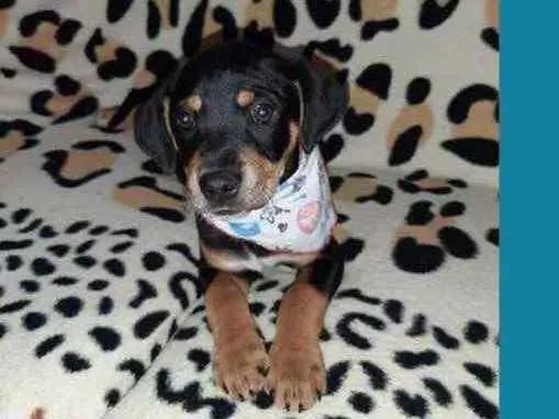 Cachorro ra a  idade 2 a 6 meses nome Não sei 