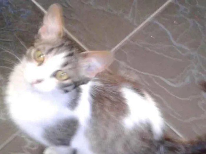 Gato raça SRD idade 2 a 6 meses nome Anita
