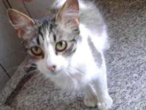 Gato raça SRD idade 2 a 6 meses nome Anita