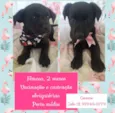 Filhotinhas fêmeas